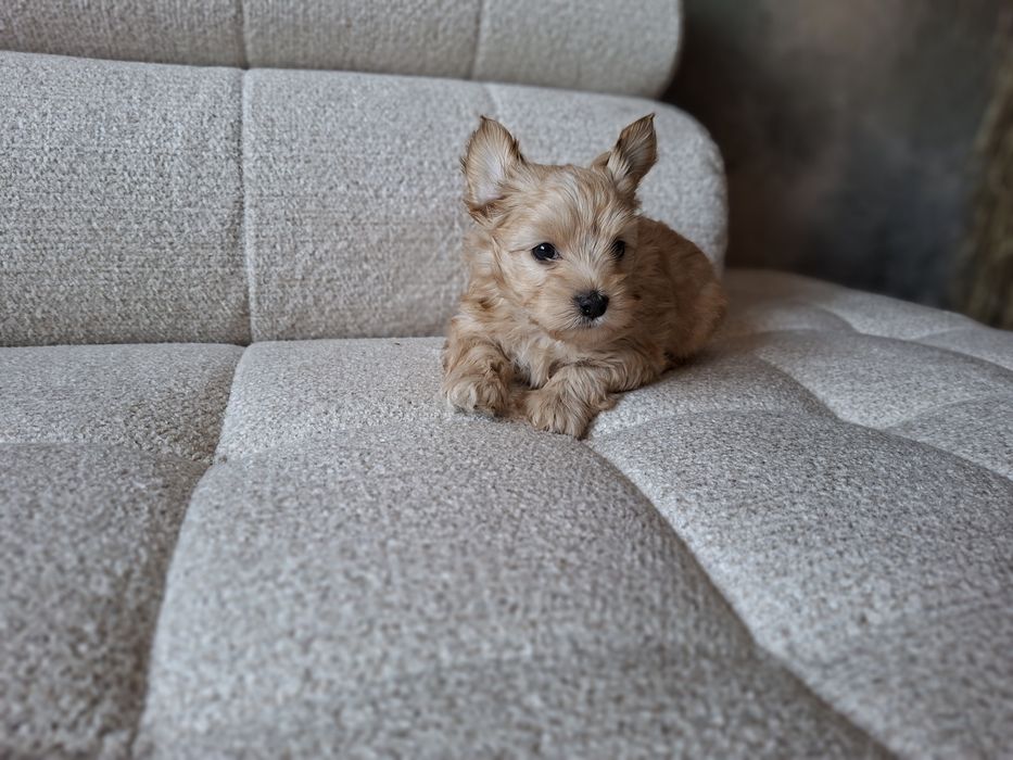 Yorkshire terrier Piesek