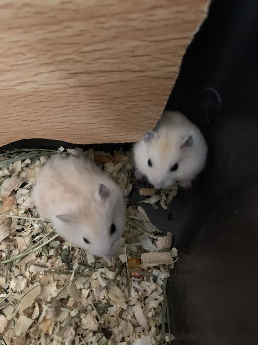 Джунгарські хоміки .Кліточки