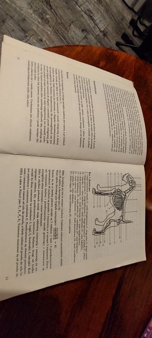 Książka Psy rasowe