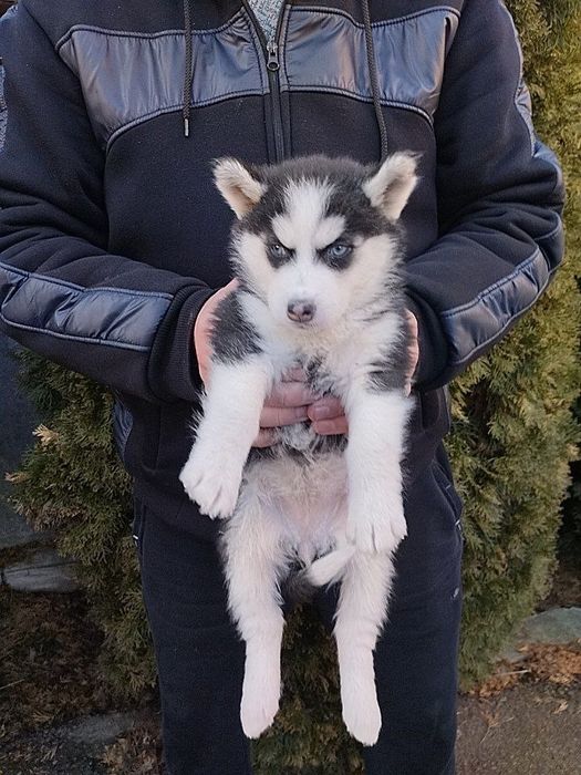 Продам цуценят Хасенят в хороші руки