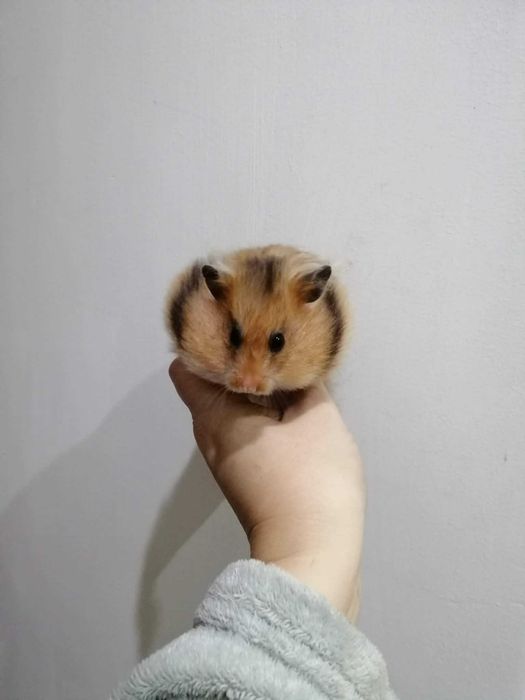 Chomik syryjski długowłosy oraz krotkowlosy