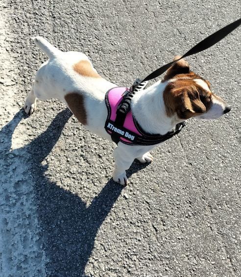 Jack Russell Terrier macho