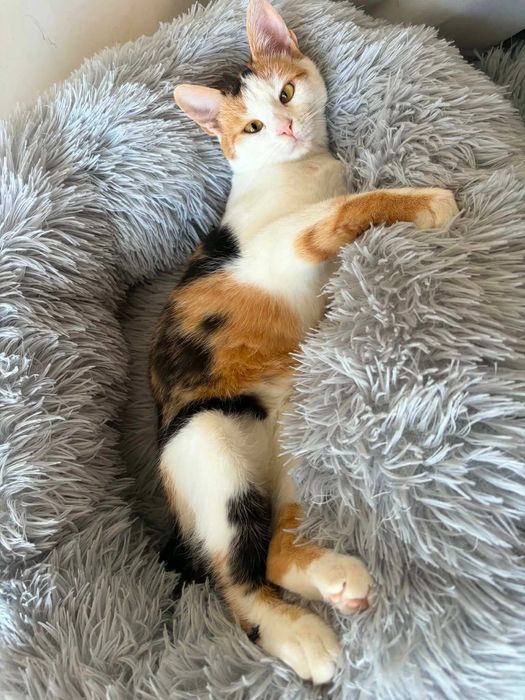 Cudna tricolorka Stella do adopcji