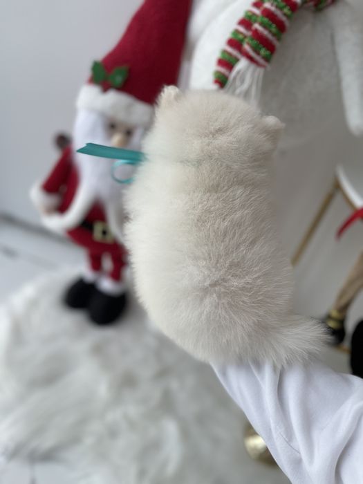 Померанські шпіци — Лише 3! Ідеальна можливість