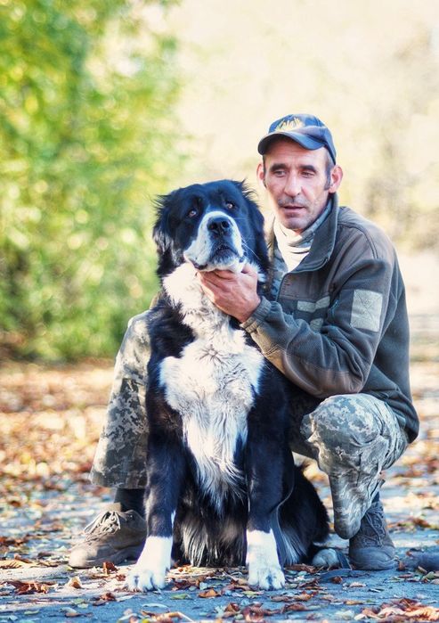 Кобель Среднеазиатская овчарка