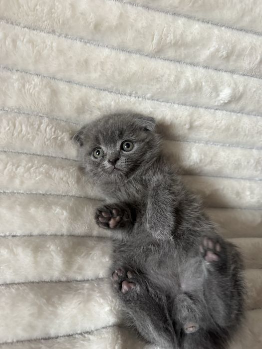 киці кошенята котики