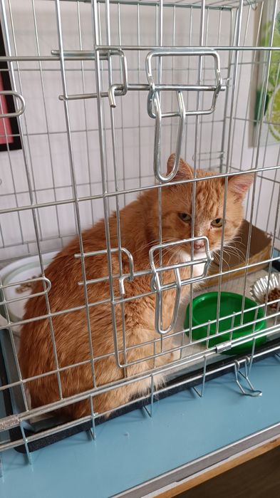 Лагіднтй кіт з імунодефіцитом шукає сім'ю