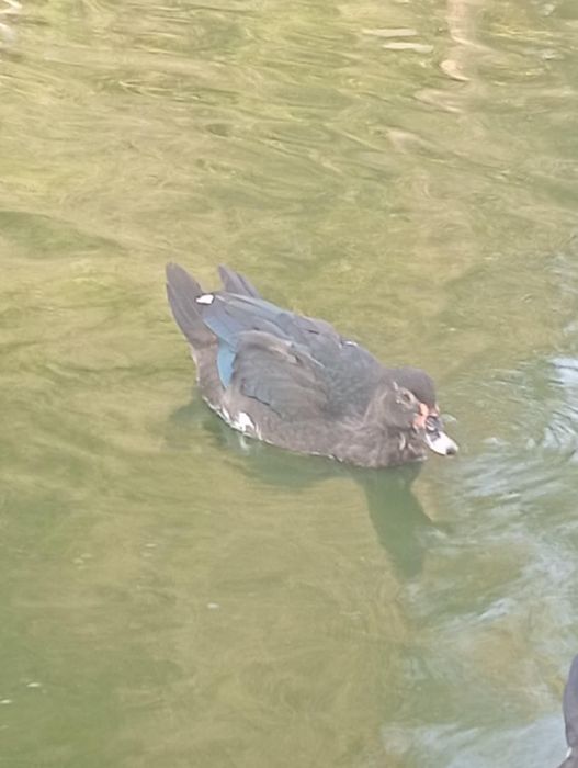 Sprzedam kaczki do dalszej hodowli