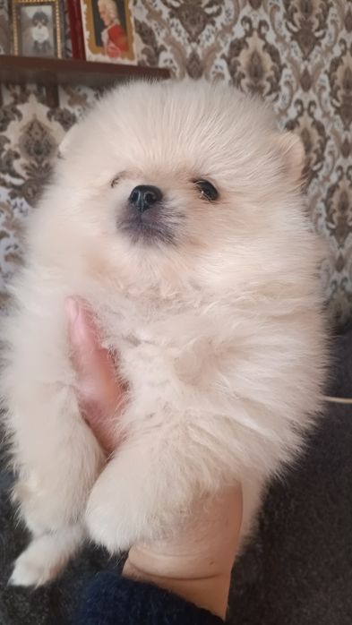 Хлопчик померанського шпиця