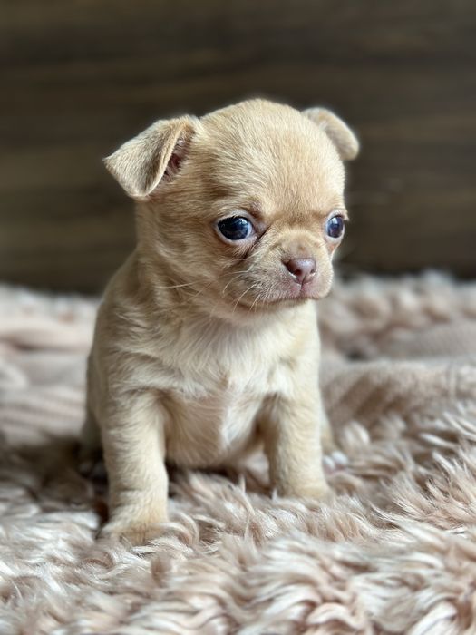 CHIHUAHUA dziewczynka mini :)