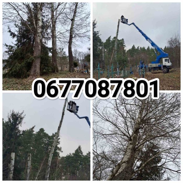 Професійне видалення, спил дерев, часткове обрізання гілок, кронування