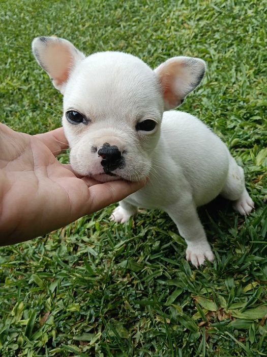 Bulldog francês macho