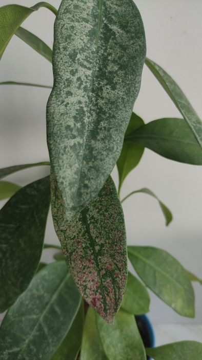 Фікус Циатистипула (Ficus cyathistipula)
