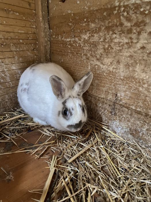 Coelhos anões  ainda não tem um ano