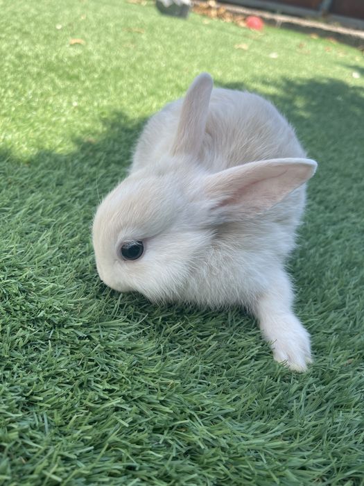 Coelhos mini toy