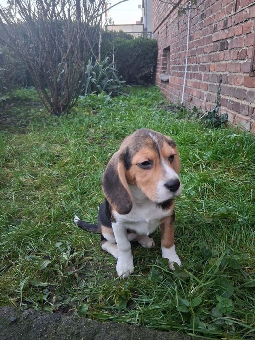 Beagle suczka szczeniak
