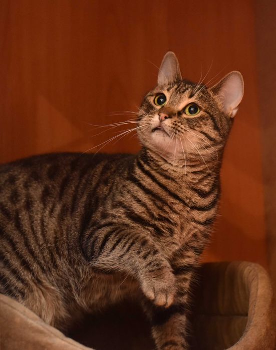 Нежная кошечка Масяня ждёт свою семью