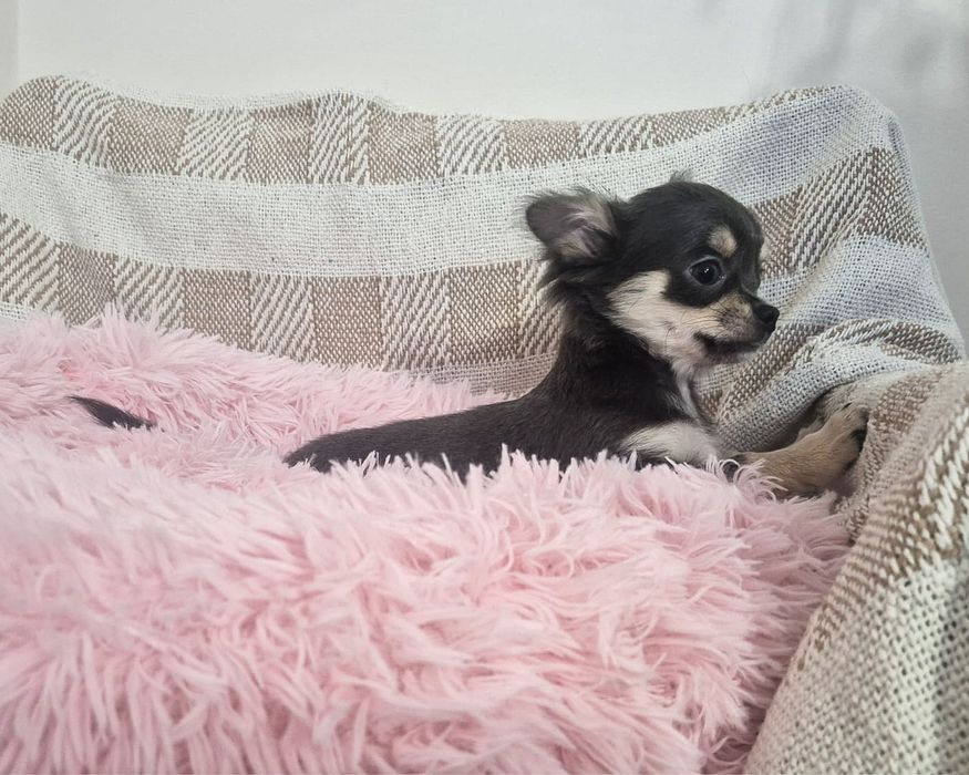 Chihuahua piesek długowłosy niebieski szczenię