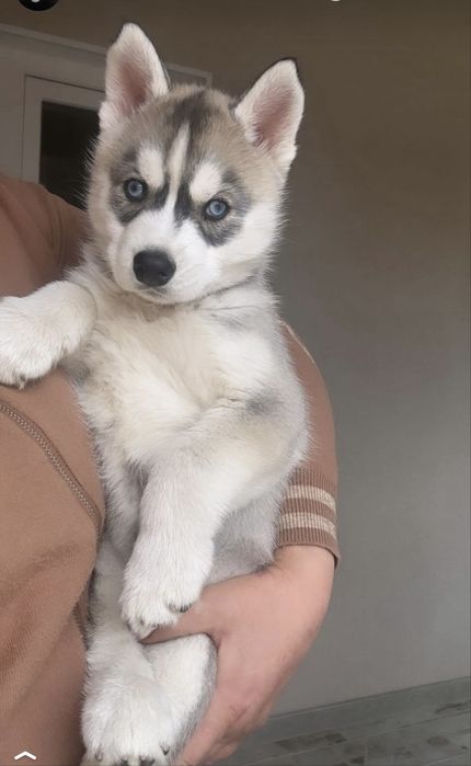 Мои разноглазые и голубоглазые хасчата