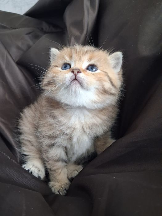 Залишився один хлопчик Золота  Шиншила