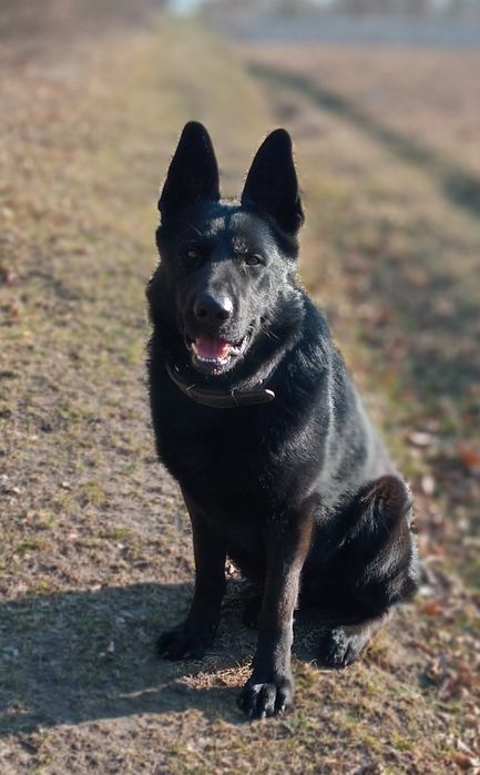 Німецька вівчарка, кобель для в'язки