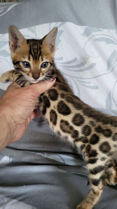 Бенгальские котята  клубные