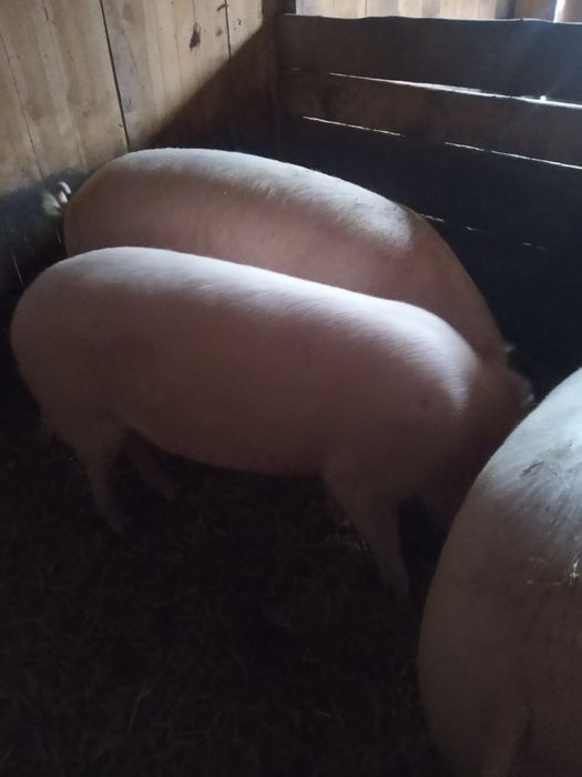 Продам живою вагою