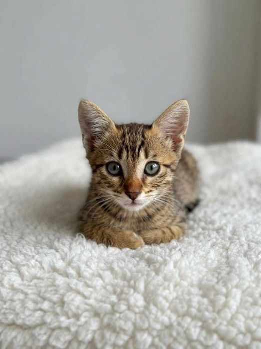 Setúbal e arredores / Margem Sul — DANILO, gatinho para adoção