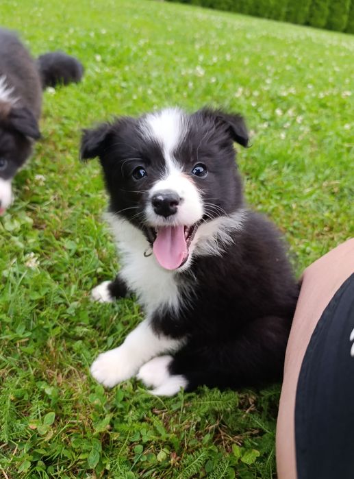 Sunia Border collie zkwp drobnej budowy