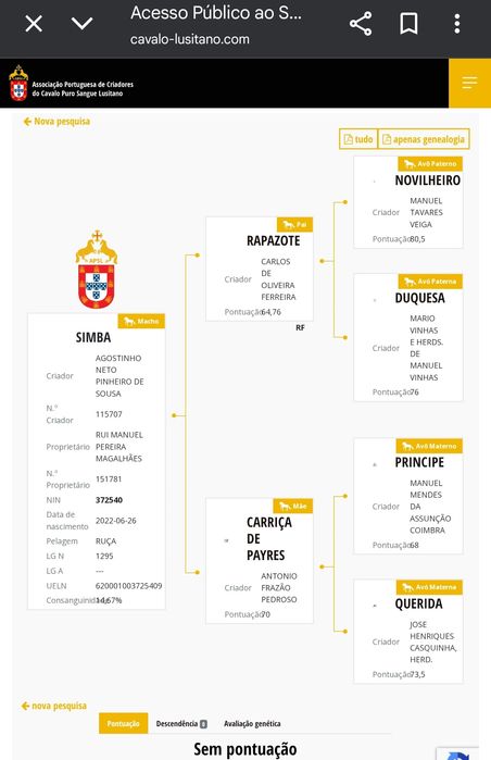 Poldro inteiro puro sangue lusitano letra S