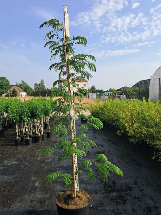 Albicja 'Tropical Dream'