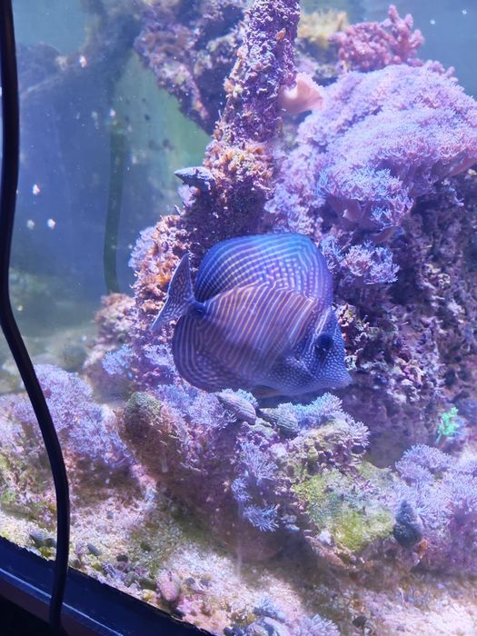 Peixes, rochas e corais