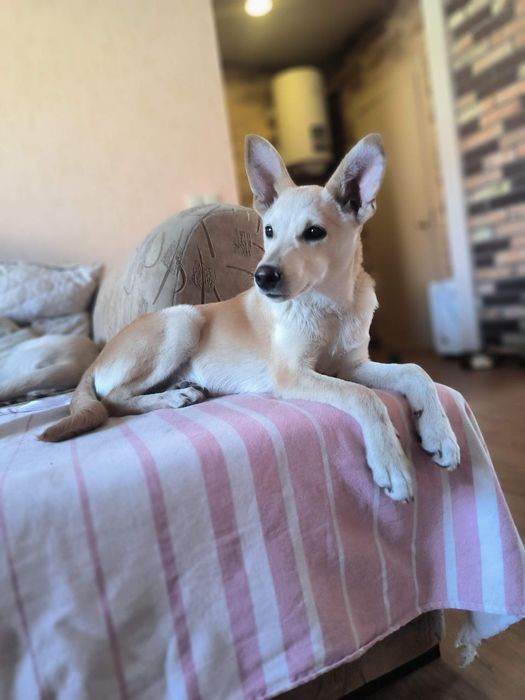 Цуценята в добрі руки