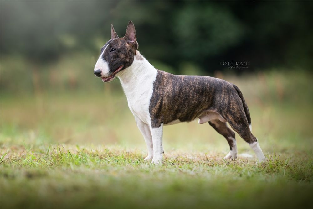 REPRODUKTOR Miniature Bull Terrier Bulterier Miniaturowy Trzebinia • OLX.pl