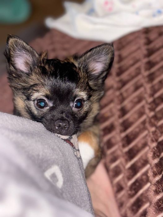 КРАСАТУЛЬКА девчулька чихуашечка!!!