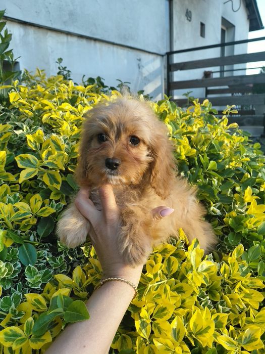 Sunia cavapoo  11tyg
