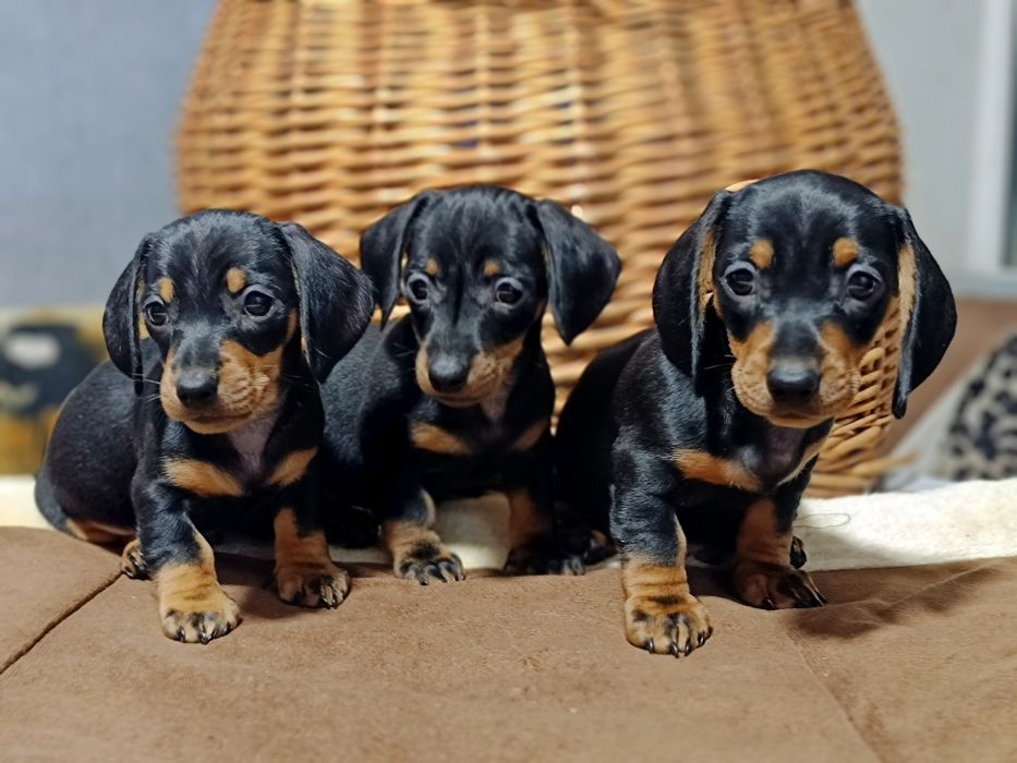 Таксята-мини ждут свою семью