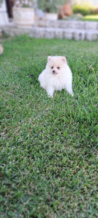 Lulu da Pomerânia fêmea