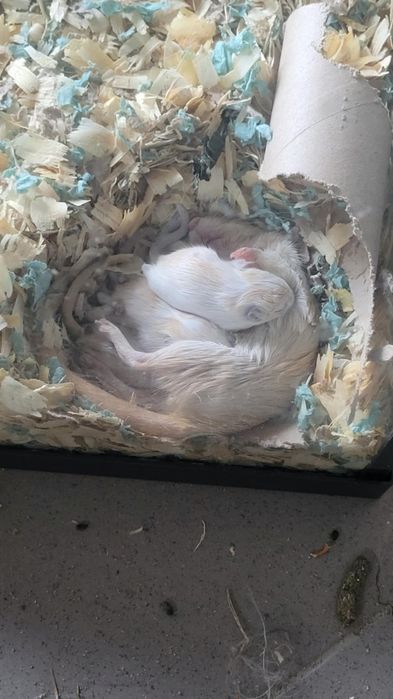 Myszoskoczki małe na sprzedaż