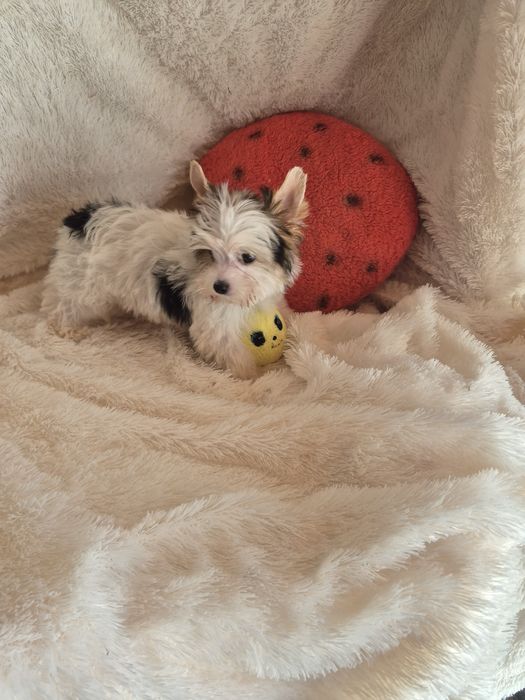 Biewer Terrier Macho Miniatura Criadora Registada PT3088FL