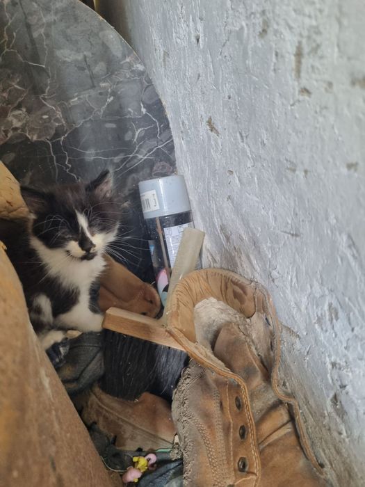 Віддаю чудових кошенят.