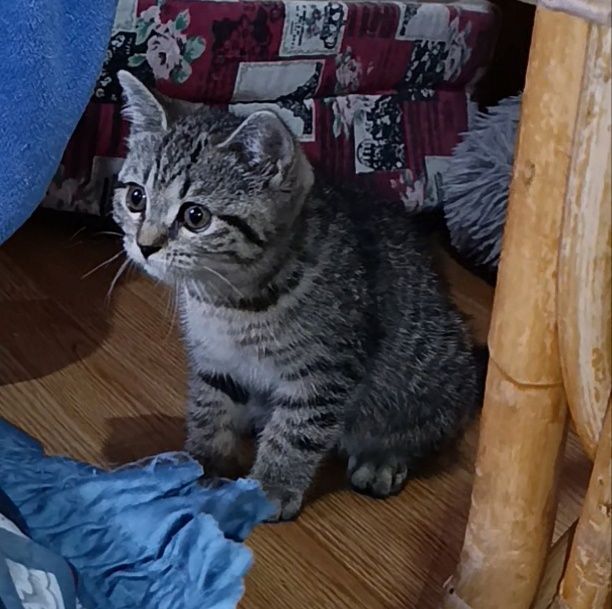 Gatinha Scottish Fold
