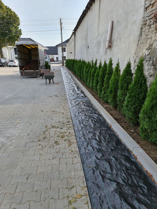 Tuja tuje szmaragdowe szmaragd TRANSPORT SADZENIE kora świerk srebrny
