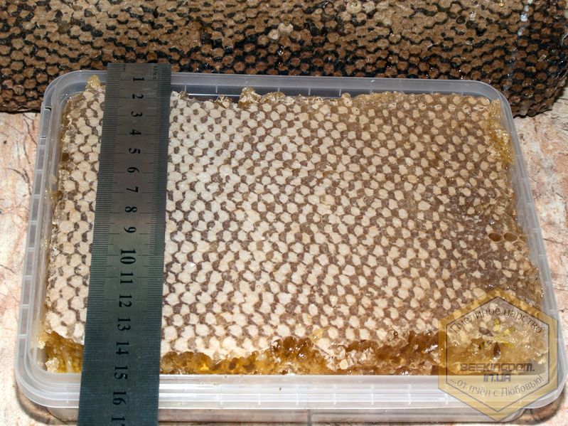 Мед у сотах акація / Сотовый мед / Стільниковий 900г свіжий збір 2025р