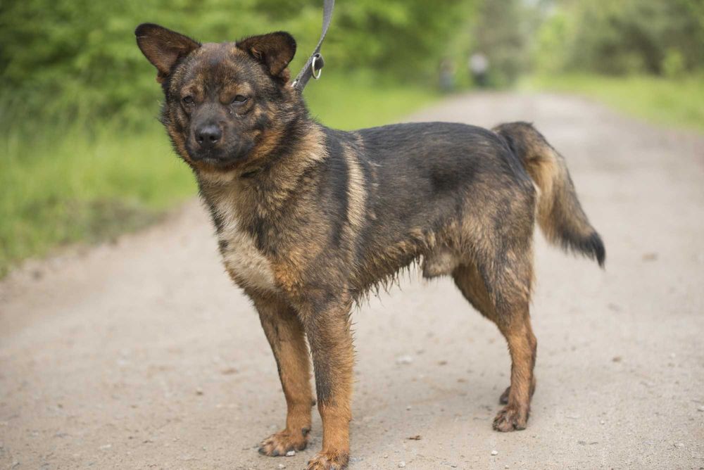 Bungee: łagodny, przyjazny eksplorator