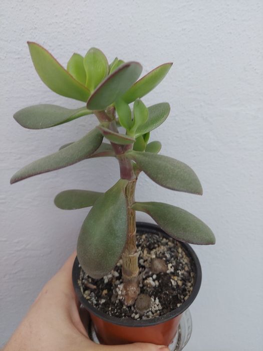 Crassula, денежное дерево