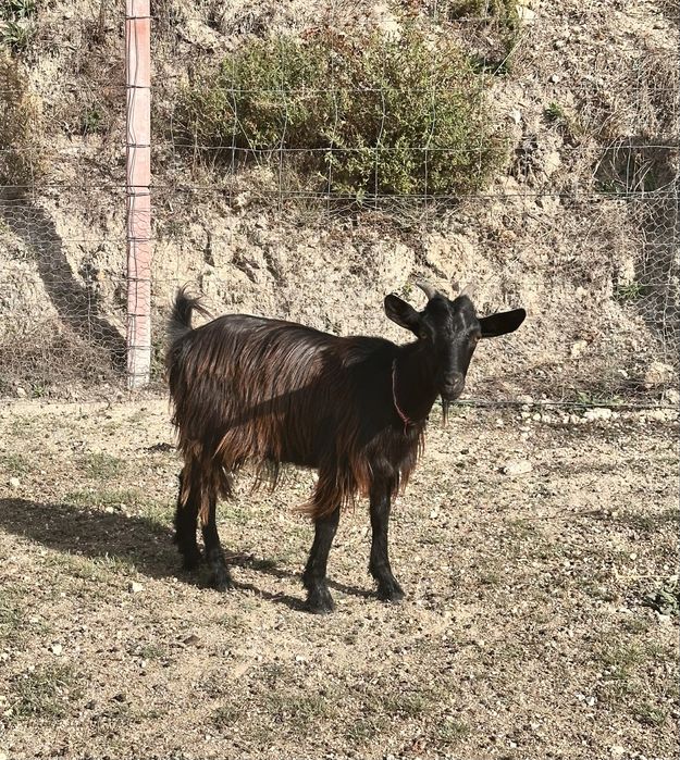 Cabra anã femea