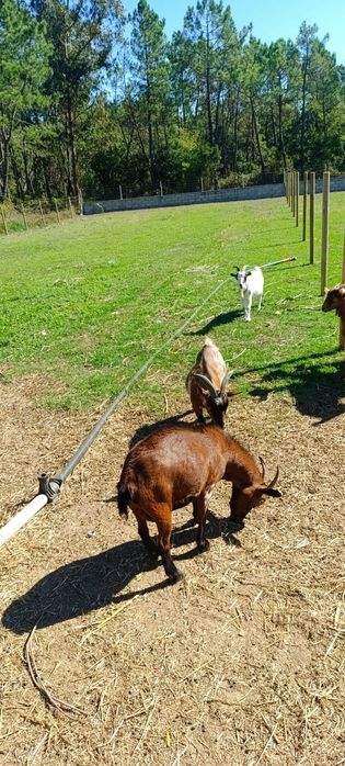 Cabras anas prenhas e chibo