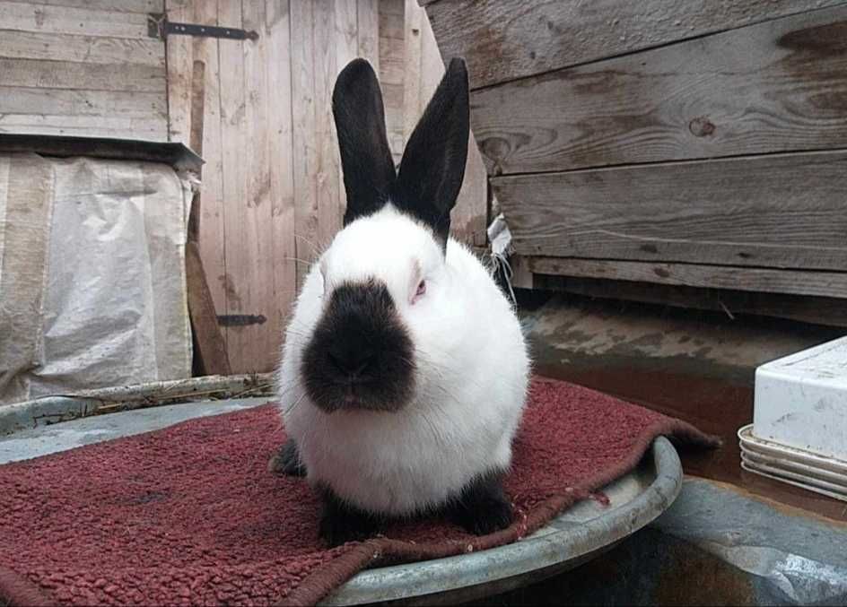 Молодняк кролі каліфорнія