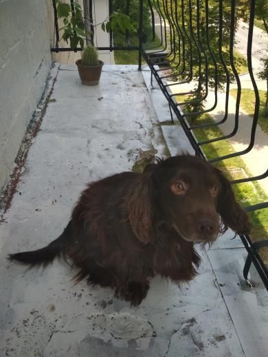 Віддається у добрі руки спаніель.